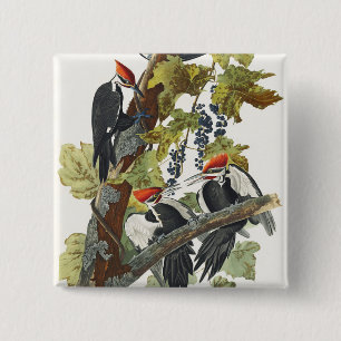 Klassieke Audubon-afbeelding van de helmspecht vog Vierkante Button 5,1 Cm