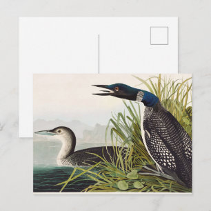 Klassieke Audubon-illustratie van de Amerikaanse f Briefkaart
