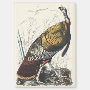 Klassieke Audubon Wilde Kalkoen Thanksgiving Decor Magneet