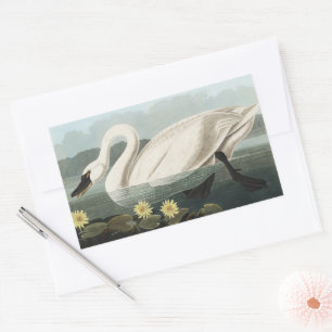 Klassieke Audubon-witte zwanenwaterlelie-kunst Rechthoekige Sticker