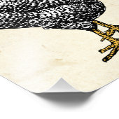 Klassieke Barred Plymouth Rock Kip Hen Foto Afdruk (Hoek)