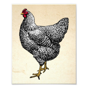 Klassieke Barred Plymouth Rock Kip Hen Foto Afdruk