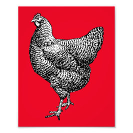 Klassieke Barred Plymouth Rock Kip Hen Foto Afdruk