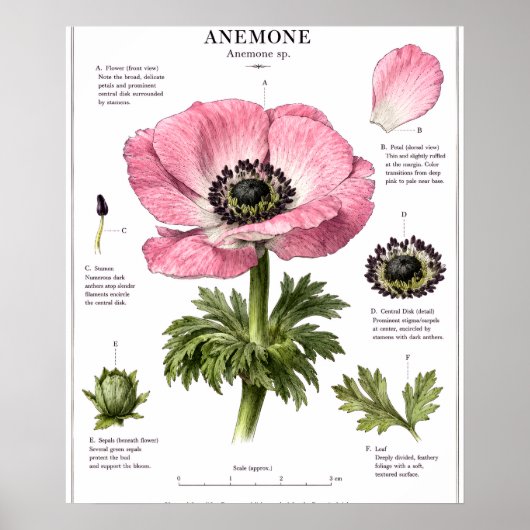 Klassieke Bloem Anatomie Kunst | Botanische Studie Poster (Voorkant)