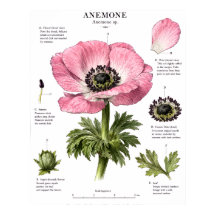 Klassieke Bloem Anatomie Kunst | Botanische Studie