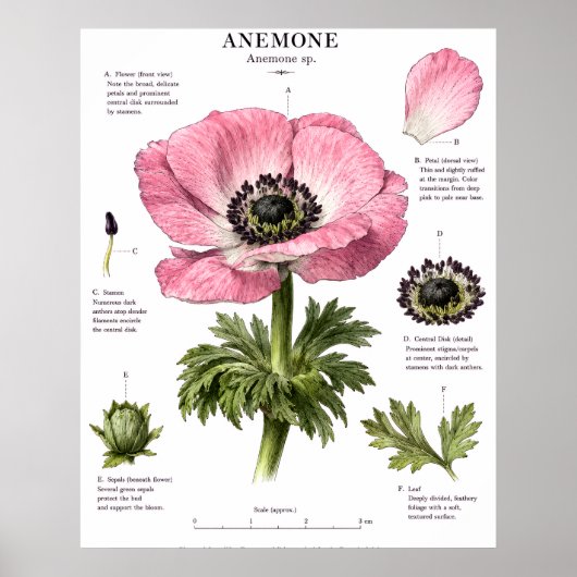 Klassieke Bloem Anatomie Kunst | Botanische Studie Poster (Voorkant)