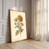 Klassieke Botanische Chrysanthemum Kunst Canvaspri Poster