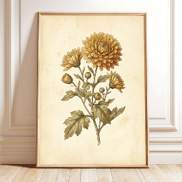 Klassieke Botanische Chrysanthemum Kunst Canvaspri Poster