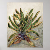 Klassieke botanische illustratie van het bergmadel poster (Voorkant)