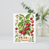 Klassieke botanische kersenillustratie briefkaart (Staand voorkant)