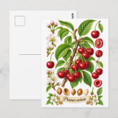 Klassieke botanische kersenillustratie briefkaart (Voorkant / Achterkant)
