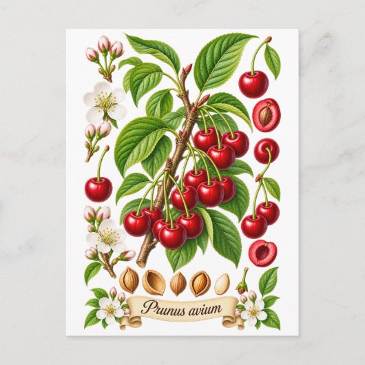 Klassieke botanische kersenillustratie briefkaart (Voorkant)