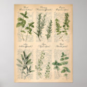 Klassieke botanische keukenkruiden scriptkunst poster (Voorkant)