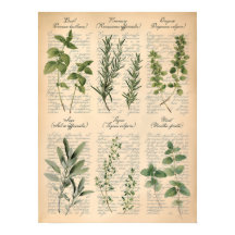 Klassieke botanische keukenkruiden scriptkunst