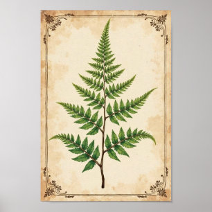 Klassieke botanische varenstudie kunst poster