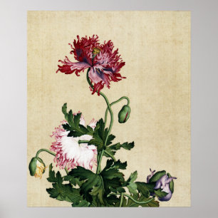 Klassieke Chinese Rode Klaproos Botanische Kunst Poster