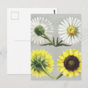 Klassieke Daisy Zonnebloem Botanische Bloem Kunst Briefkaart