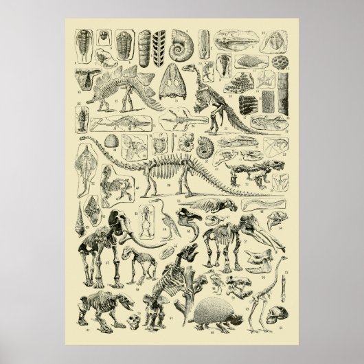 Klassieke dinosaurusbot fossiele kunst poster (Voorkant)