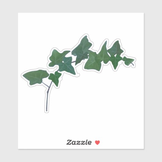Klassieke Engelse klimop botanisch Sticker (Vel)