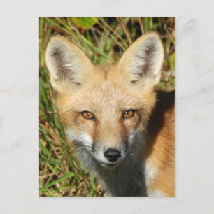 Klassieke foto-Briefkaart Briefkaart