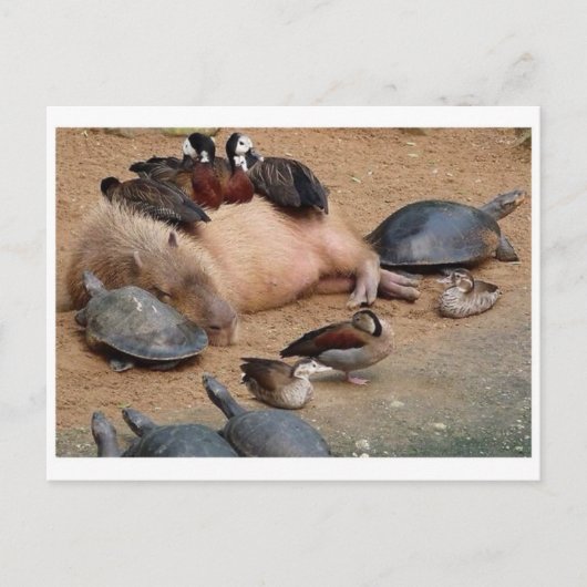 Klassieke foto-Briefkaart Briefkaart (Voorkant)