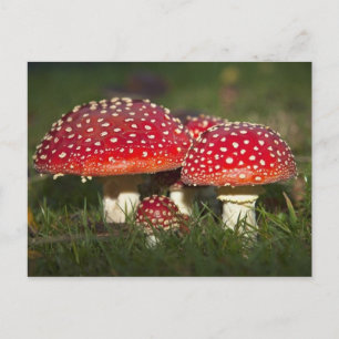 Klassieke foto-Briefkaart Briefkaart