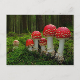 Klassieke foto-Briefkaart Briefkaart