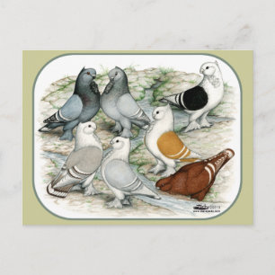 Klassieke Frill Barred Pigeons Briefkaart