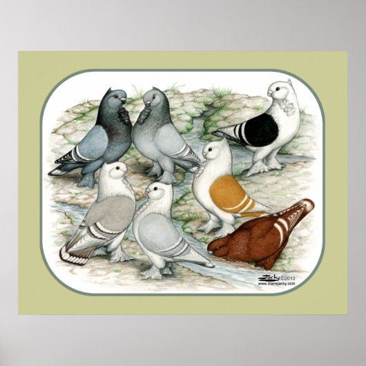 Klassieke Frill Barred Pigeons Poster (Voorkant)