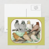 Klassieke Frill Pigeons Blondinettes Briefkaart (Voorkant / Achterkant)