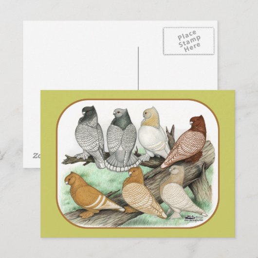 Klassieke Frill Pigeons Blondinettes Briefkaart (Voorkant / Achterkant)