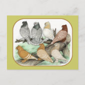 Klassieke Frill Pigeons Blondinettes Briefkaart (Voorkant)
