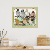 Klassieke Frill Pigeons Blondinettes Poster (Keuken)