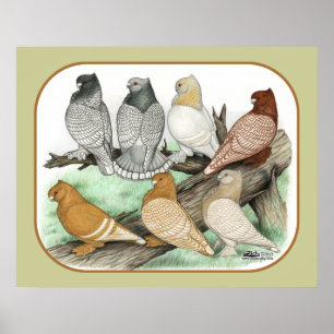 Klassieke Frill Pigeons Blondinettes Poster