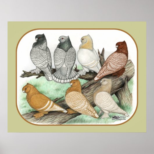 Klassieke Frill Pigeons Blondinettes Poster (Voorkant)