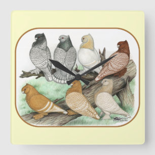 Klassieke Frill Pigeons Blondinettes Vierkante Klok