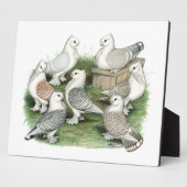 Klassieke Frill Pigeons Fotoplaat (Zijkant)