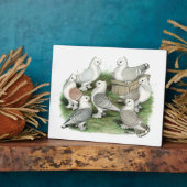 Klassieke Frill Pigeons Fotoplaat (Zijkant)