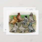 Klassieke Frill Pigeons Laced Blondinettes Briefkaart (Voorkant / Achterkant)