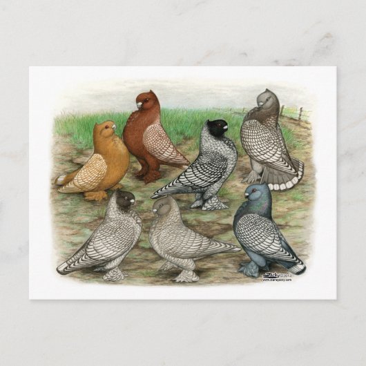 Klassieke Frill Pigeons Laced Blondinettes Briefkaart (Voorkant)