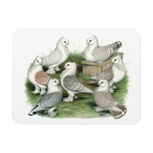 Klassieke Frill Pigeons Magneet