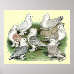Klassieke Frill Pigeons Poster
