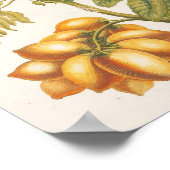 Klassieke Fruitplant Met Vlinders Kunst Poster (Hoek)