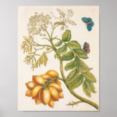 Klassieke Fruitplant Met Vlinders Kunst Poster (Voorkant)