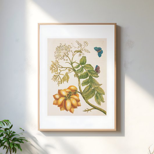 Klassieke Fruitplant Met Vlinders Kunst Poster
