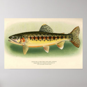 Klassieke Gouden Forel Kunst Poster
