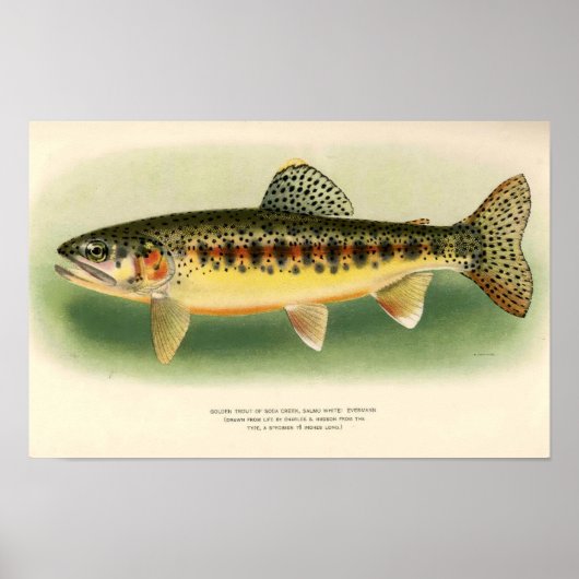 Klassieke Gouden Forel Kunst Poster (Voorkant)