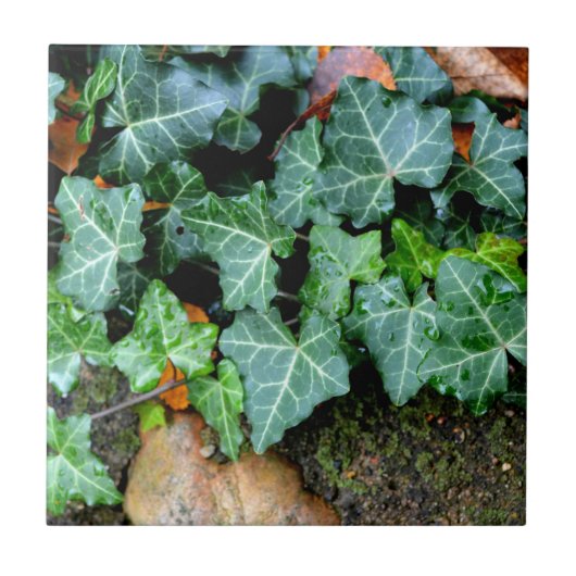 Klassieke groene klimop en veldsteen tegeltje (Voorkant)