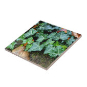 Klassieke groene klimop en veldsteen tegeltje (Zijkant)