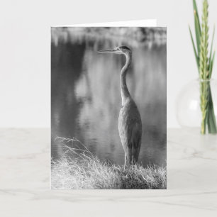 Klassieke Grote Blauwe Heron Zwart & Wit Fotografi Kaart